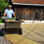 Paraná depende do clima para atingir recorde na produção de café